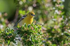 Image result for Icterus galbula