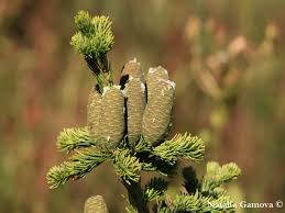 Attēlu rezultāti vaicājumam “Abies sibirica”