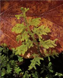 Attēlu rezultāti vaicājumam “Trichocolea tomentella sporophyte”