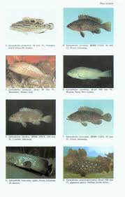 Image result for Epinephelus andersoni