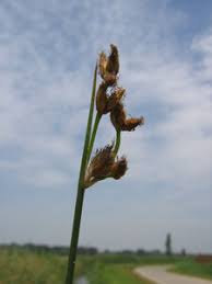 Attēlu rezultāti vaicājumam “Schoenoplectus lacustris subsp. glaucus fruit”