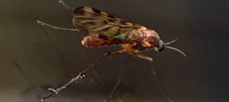 Attēlu rezultāti vaicājumam “Sylvicola sp.”