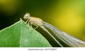 Attēlu rezultāti vaicājumam “Platycnemis pennipes”