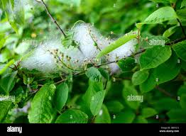 Attēlu rezultāti vaicājumam “Yponomeuta evonymella larva”