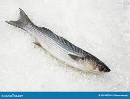 Image result for Chelon saliens