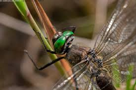Attēlu rezultāti vaicājumam “Cordulidae”