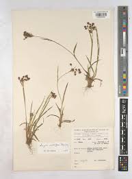 Attēlu rezultāti vaicājumam “Luzula multiflora”