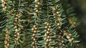 Attēlu rezultāti vaicājumam “Taxus baccata bud”