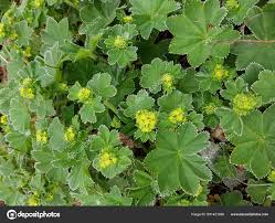 Image result for Frauenmantel