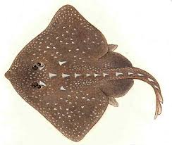 Image result for Amblyraja radiata