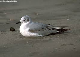 Image result for Chroicocephalus philadelphia