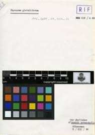 Attēlu rezultāti vaicājumam “Physarum globuliferum stalked”