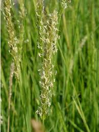 Attēlu rezultāti vaicājumam “Jamesoniella autumnalis”