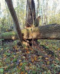 Attēlu rezultāti vaicājumam “Lamproderma elasticum”
