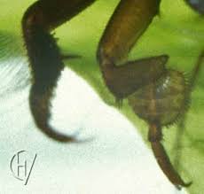 Attēlu rezultāti vaicājumam “Hydaticus transversalis”