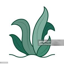 Attēlu rezultāti vaicājumam “Chlorophyta”