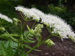 Image result for Myrrhis odorata