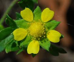 Attēlu rezultāti vaicājumam “Potentilla supina flower”