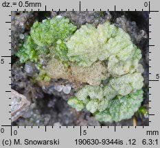 Attēlu rezultāti vaicājumam “Riccia cavernosa”