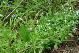 Attēlu rezultāti vaicājumam “Myosotis laxa subsp. baltica”