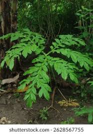 Attēlu rezultāti vaicājumam “Fagopyrum esculentum leaf”
