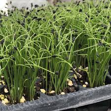 Image result for Schnittknoblauch