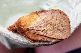 Attēlu rezultāti vaicājumam “Euthrix potatoria cocoon”
