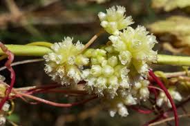 Attēlu rezultāti vaicājumam “Cuscuta europaea flower”