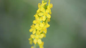 Attēlu rezultāti vaicājumam “Agrimonia pilosa”