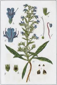 Attēlu rezultāti vaicājumam “Echium vulgare flower”