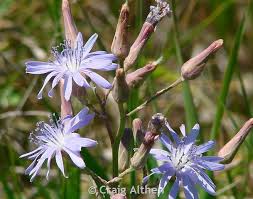 Attēlu rezultāti vaicājumam “Lactuca tatarica leaf”