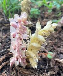 Attēlu rezultāti vaicājumam “Danthonia decumbens fruit”