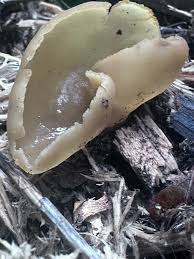 Attēlu rezultāti vaicājumam “Peziza vesiculosa”