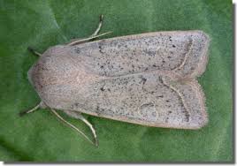 Attēlu rezultāti vaicājumam “Orthosia gracilis”