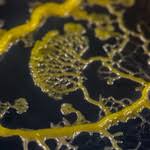 Attēlu rezultāti vaicājumam “Physarum daamsii sessile”