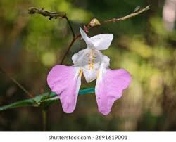 Attēlu rezultāti vaicājumam “Impatiens glandulifera”