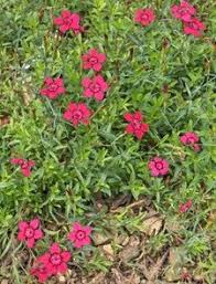 Attēlu rezultāti vaicājumam “Dianthus deltoides”