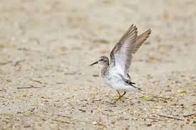 Image result for Calidris minutilla