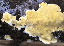 Attēlu rezultāti vaicājumam “Antrodiella faginea”