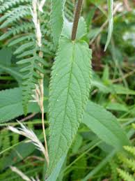 Attēlu rezultāti vaicājumam “Stachys palustris”