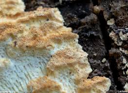 Attēlu rezultāti vaicājumam “Antrodia mellita”