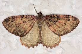 Attēlu rezultāti vaicājumam “Triphosa dubitata”