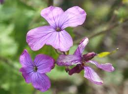 Image result for Lunaria annua