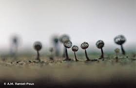 Attēlu rezultāti vaicājumam “Cribraria vulgaris macro”