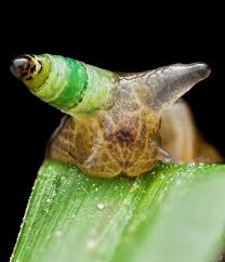 Attēlu rezultāti vaicājumam “Leucochloridium paradoxum”