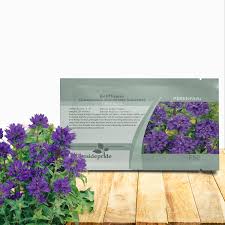 Attēlu rezultāti vaicājumam “Campanula glomerata bud”