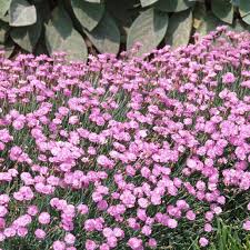 Image result for Dianthus gratianopolitanus
