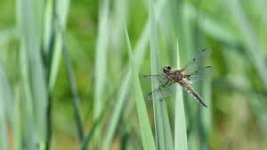 Attēlu rezultāti vaicājumam “Libellula quadrimaculata larva”