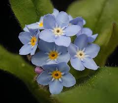 Attēlu rezultāti vaicājumam “Myosotis ramosissima flower”