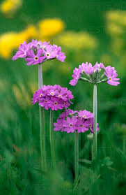 Attēlu rezultāti vaicājumam “Primula farinosa flower”